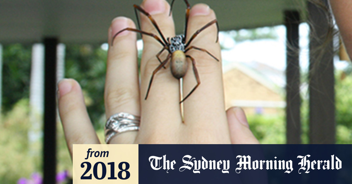 Australian spider's web is so strong it could make bulletproof clothing